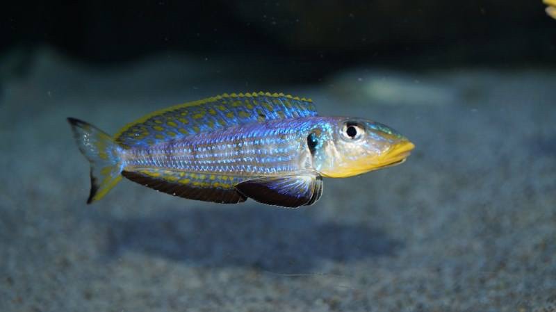 Enantiopus sp. 'kilesa'